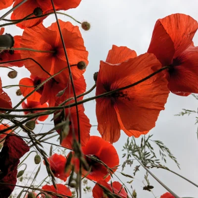 Dans les champs de coquelicots
